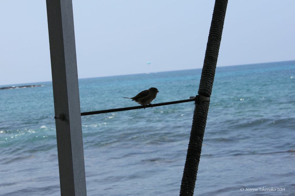 Bird perched