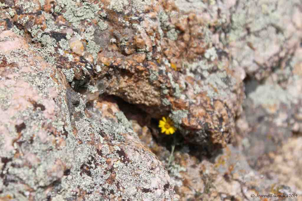 Flower amid rock