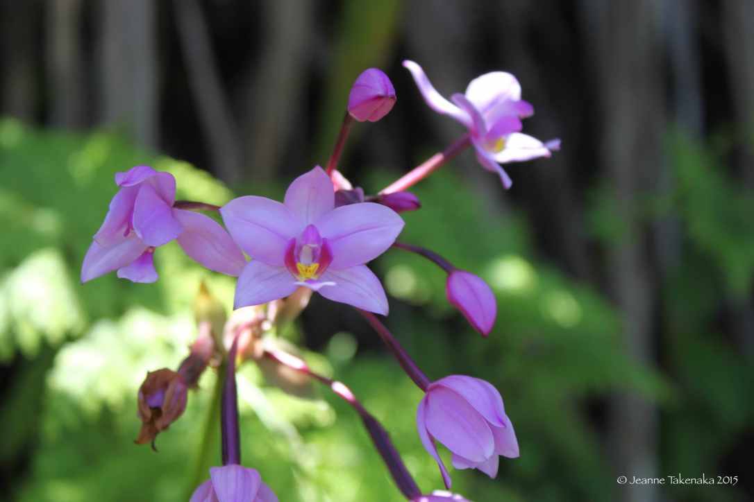 small orchid