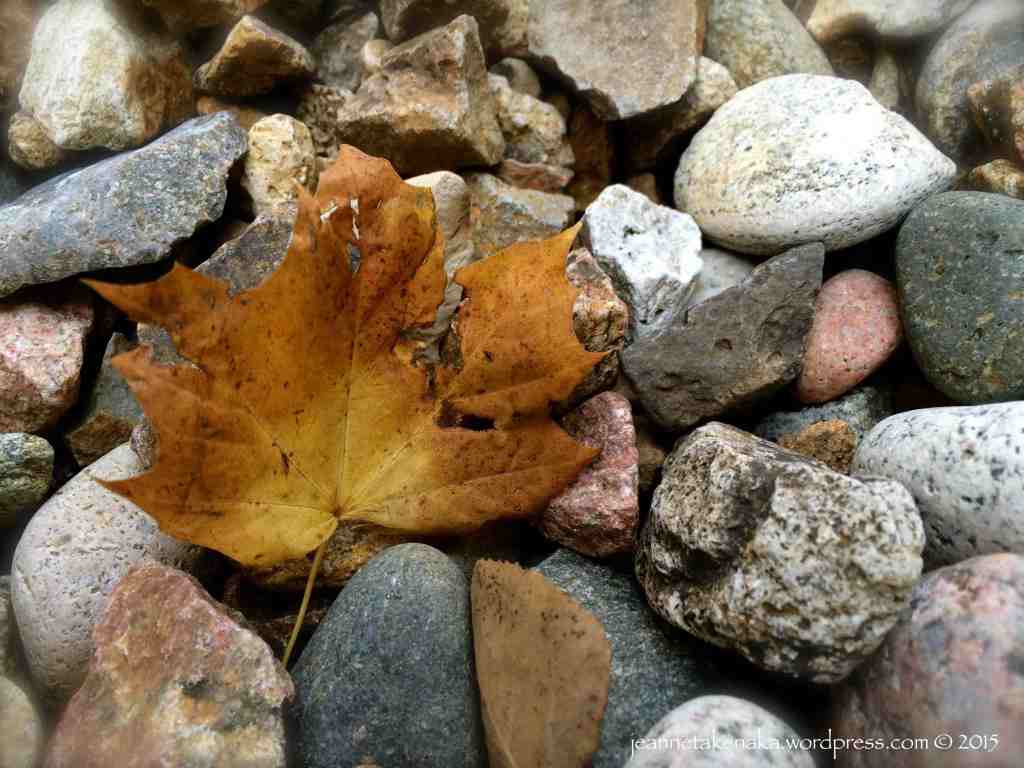Brown leaf among rocks