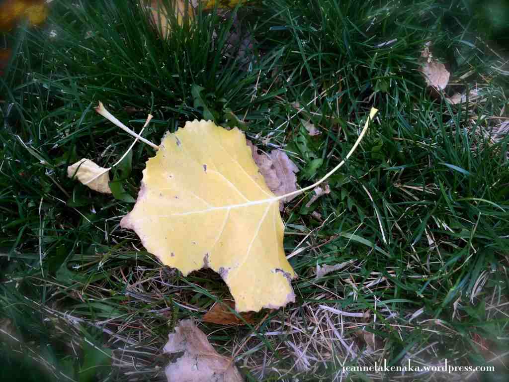 Battered leaf