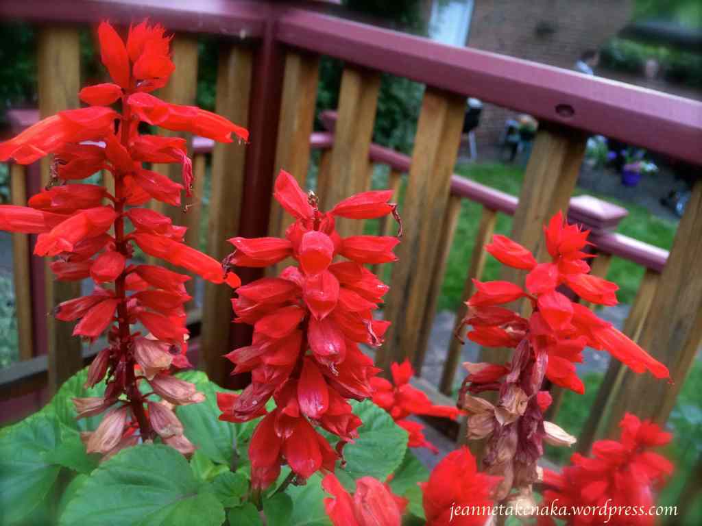 Red bell flowers