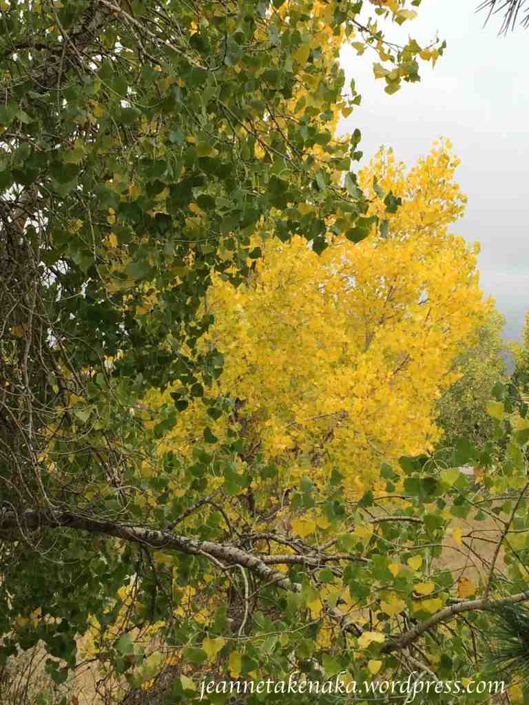 changing-aspen-leaves