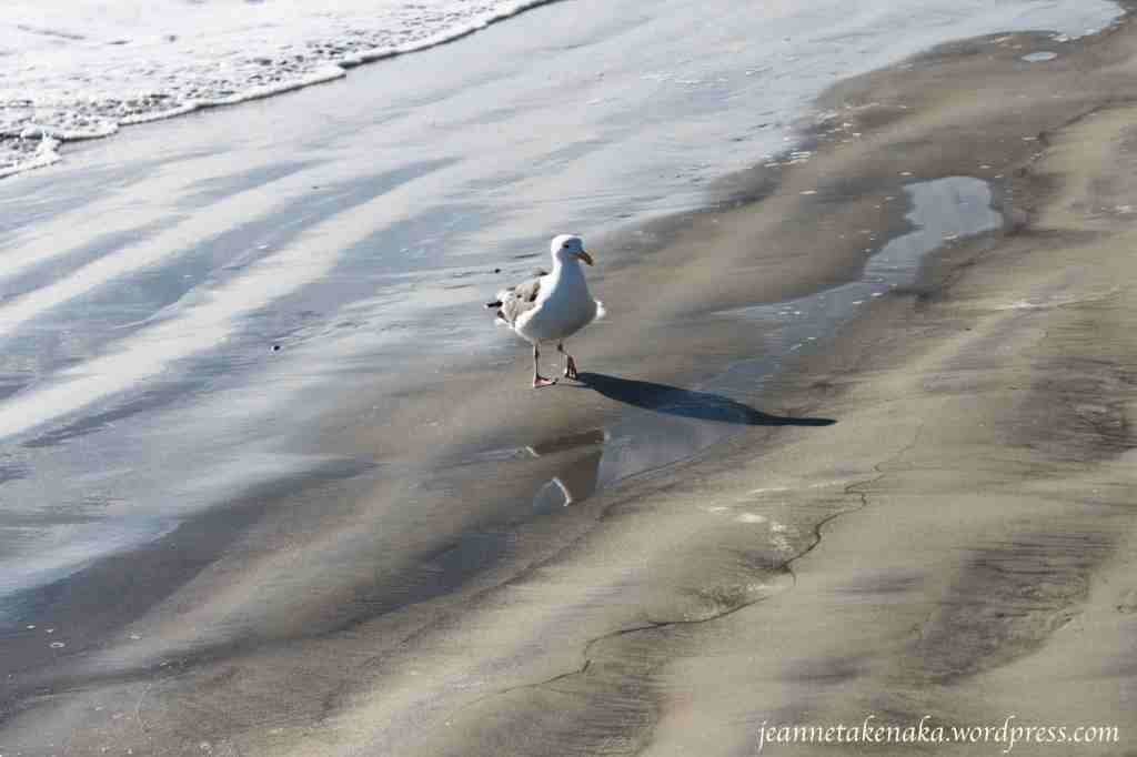 seagull-walking