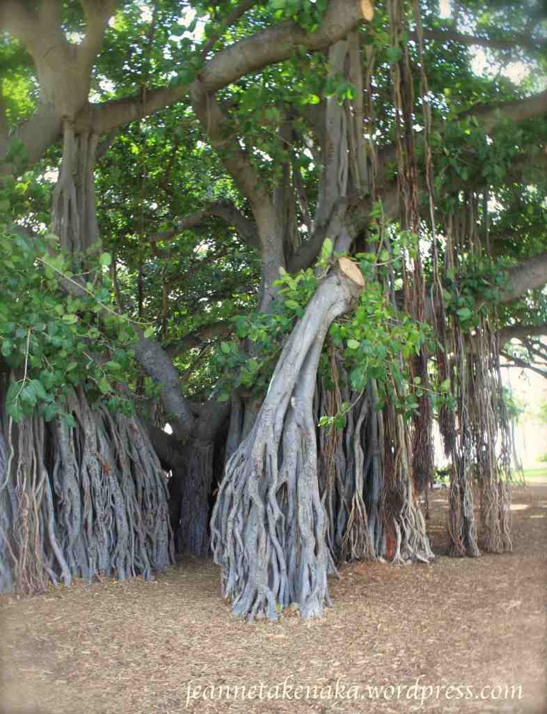 big-old-tree