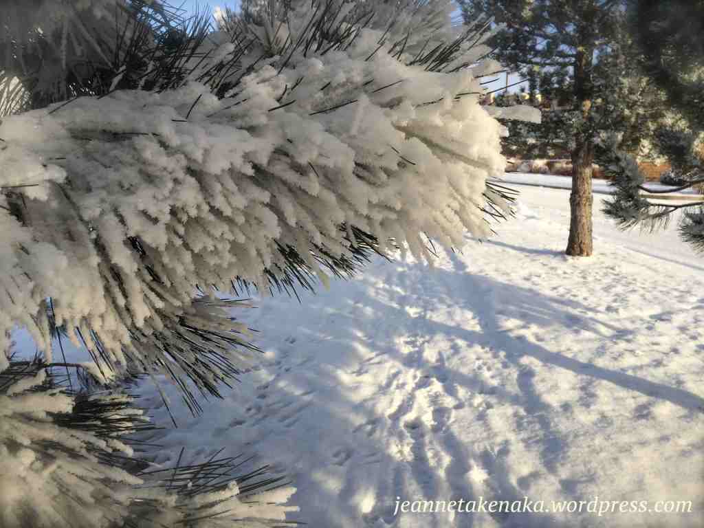 snow-covered-pine-branch