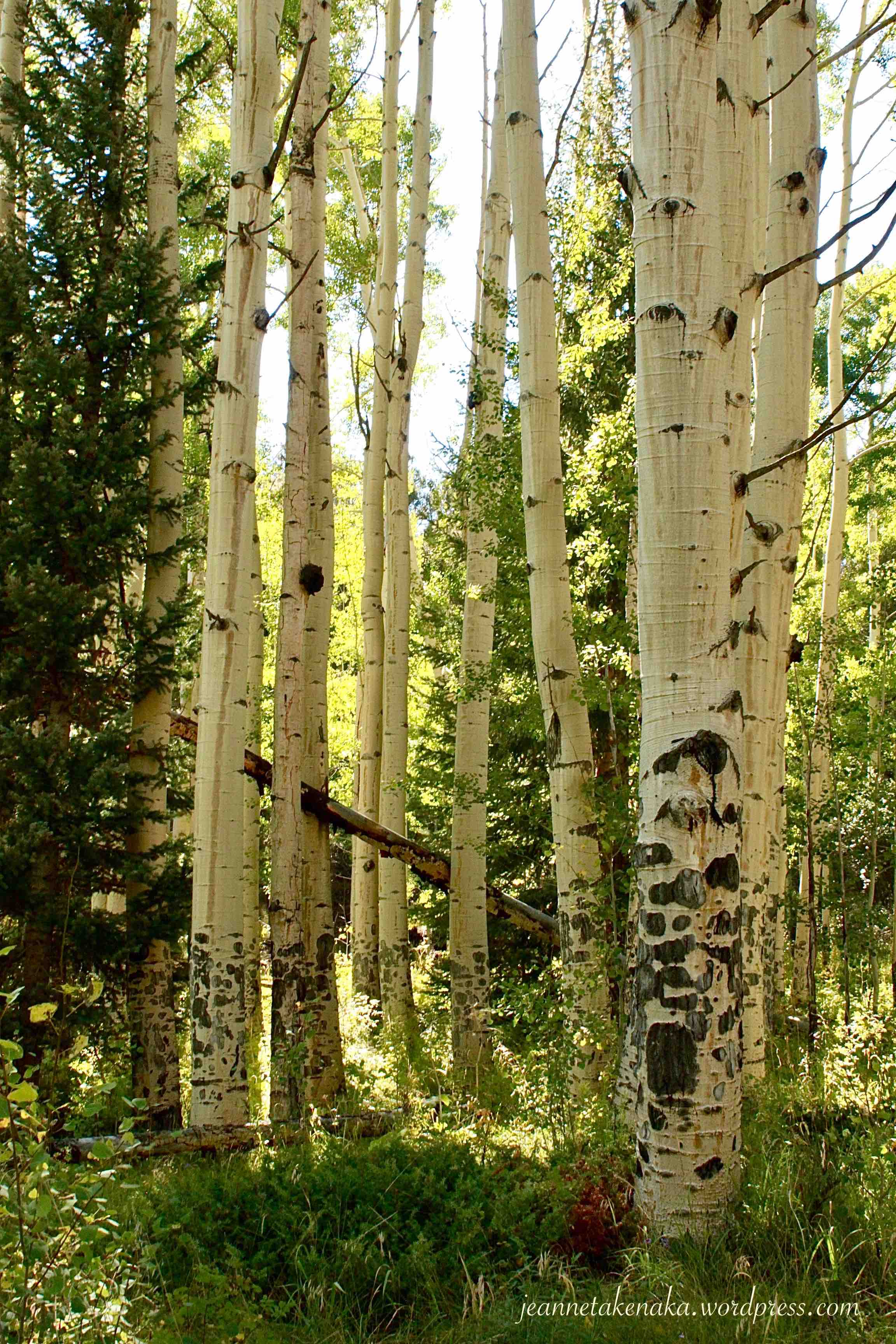 A grove of aspen trees in a forest