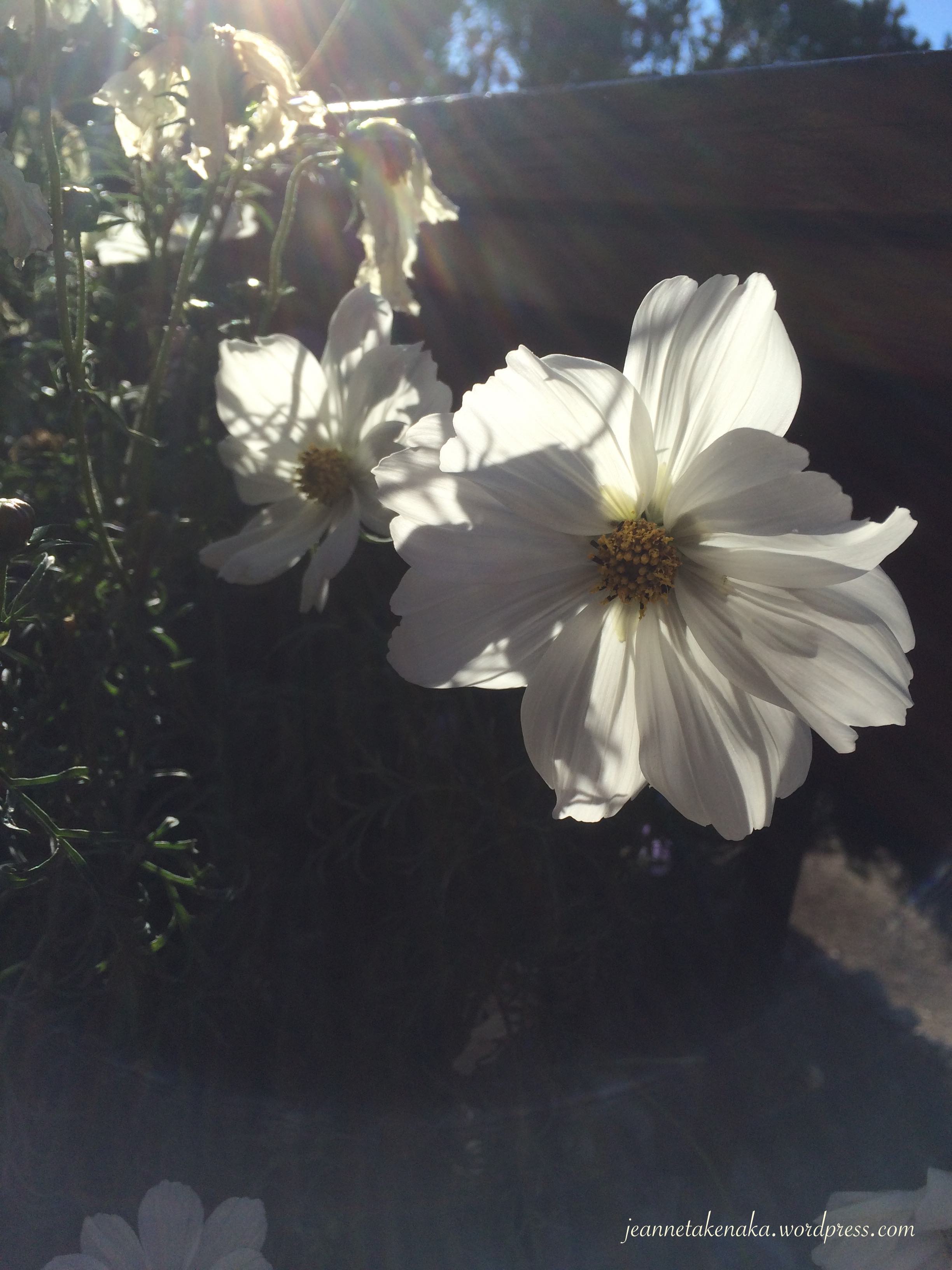 White flowers with the sun shining behind them