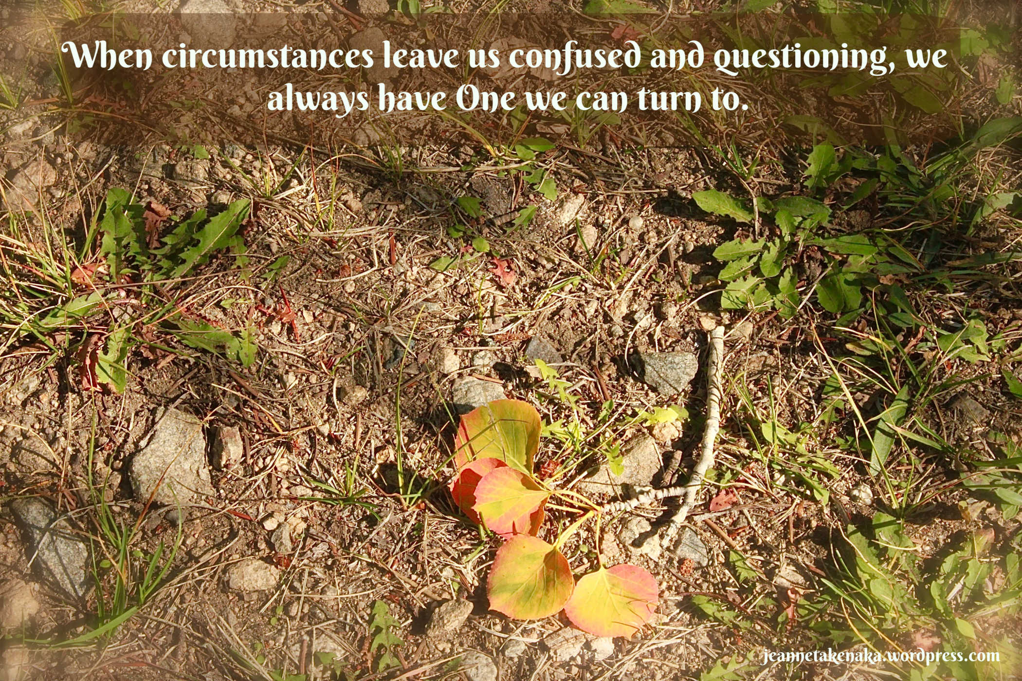 Meme that says, "When circumstances leave us confused and questioning, we always have One we can turn to." on a backdrop of leaves on a broken twig