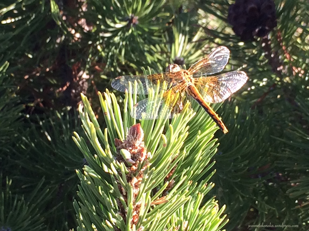 A photo of a dragonfly perched on a pine branch