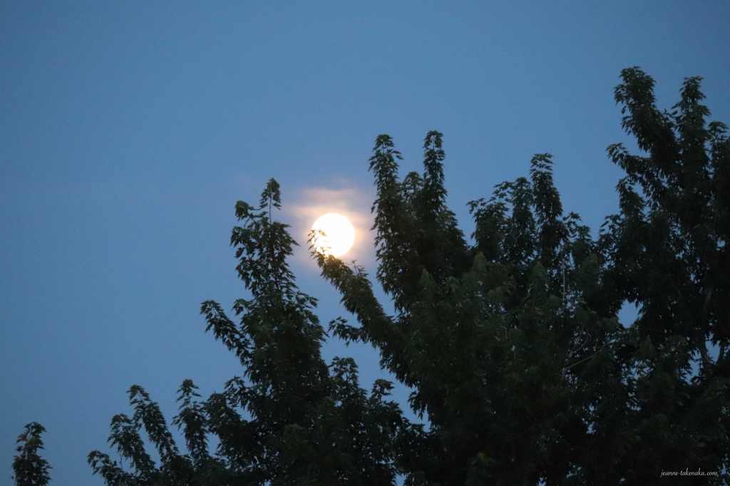 Moon shimmering on some clouds and rising above tree branches